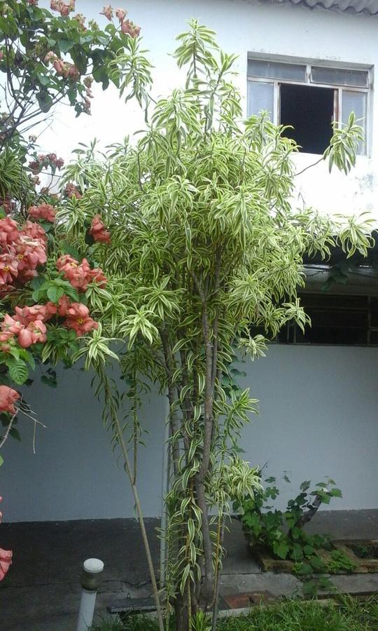 Pousada Ana Poipa Goiânia Exterior foto